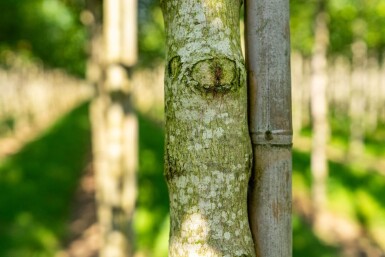 Acer tataricum subsp. ginnala haute-tige 10/12