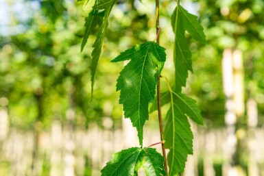 Acer tataricum subsp. ginnala haute-tige 10/12