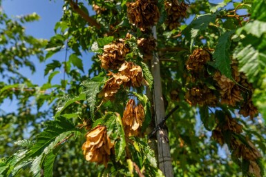 Acer tataricum subsp. ginnala haute-tige 10/12
