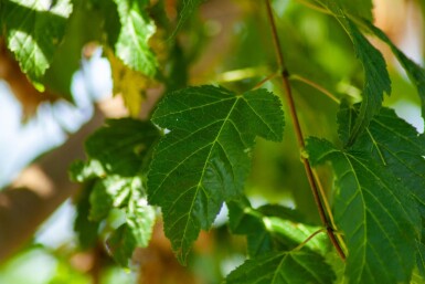 Acer tataricum subsp. ginnala haute-tige 10/12