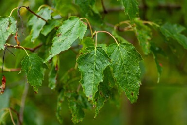 Acer tataricum subsp. ginnala haute-tige 10/12