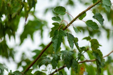 Acer tataricum subsp. ginnala haute-tige 10/12
