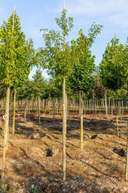 Acer tataricum subsp. ginnala haute-tige 10/12
