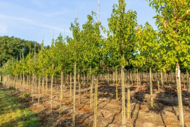 Acer tataricum subsp. ginnala haute-tige 10/12