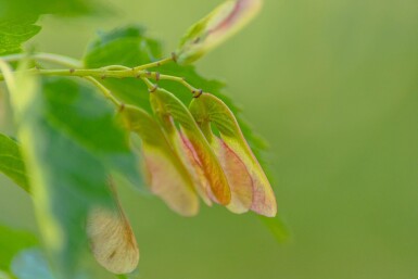 Acer tataricum subsp. ginnala haute-tige 10/12