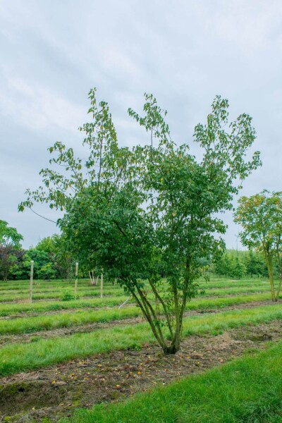 Acer tataricum subsp. ginnala cépée 200-250