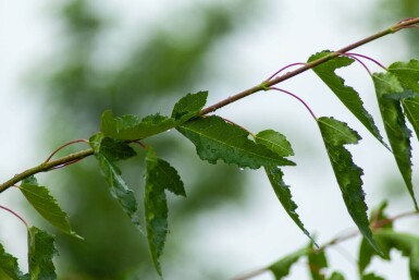 Acer tataricum subsp. ginnala cépée 200-250