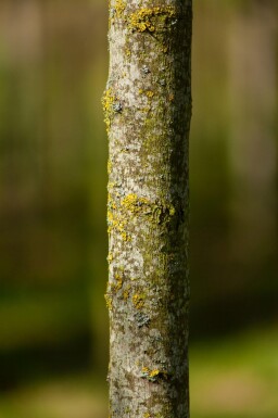 Acer tataricum subsp. ginnala cépée 200-250