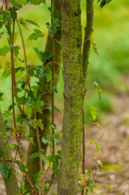Acer tataricum subsp. ginnala cépée 200-250