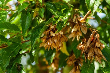 Acer tataricum subsp. ginnala cépée 200-250