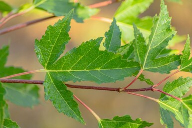 Acer tataricum subsp. ginnala cépée 200-250