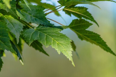Acer tataricum subsp. ginnala cépée 200-250