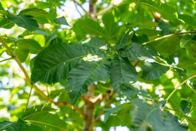 Aesculus x carnea 'Briotii' haute-tige 10/12