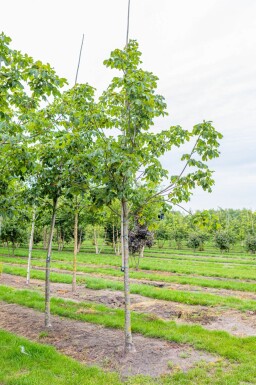 Aesculus x carnea 'Briotii' haute-tige 10/12