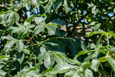 Aesculus x carnea 'Briotii' haute-tige 10/12