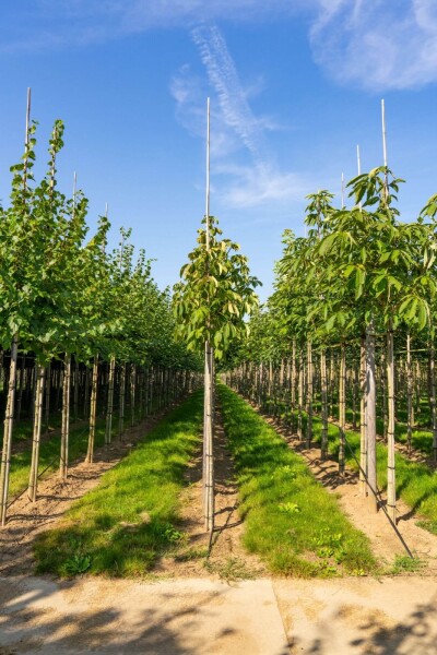 Aesculus flava haute-tige