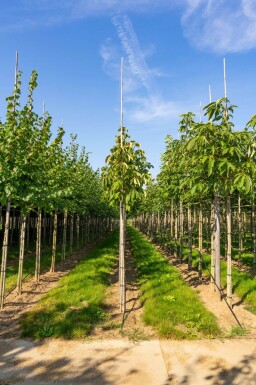 Aesculus flava haute-tige