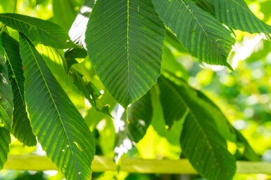 Aesculus flava haute-tige