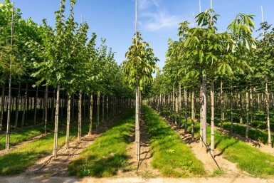 Aesculus flava haute-tige