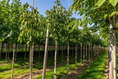 Aesculus flava haute-tige
