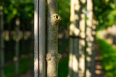 Aesculus flava haute-tige