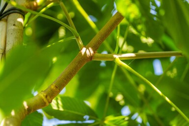 Aesculus flava haute-tige
