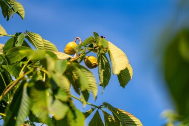 Aesculus flava haute-tige