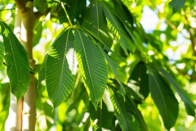 Aesculus flava haute-tige