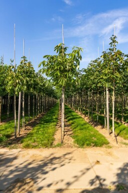 Aesculus flava 'Vestita' haute-tige