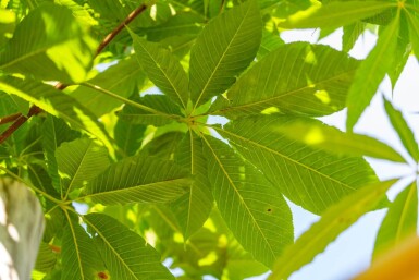 Aesculus flava 'Vestita' haute-tige
