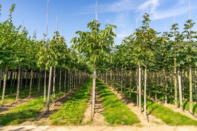 Aesculus flava 'Vestita' haute-tige