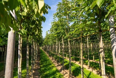 Aesculus flava 'Vestita' haute-tige