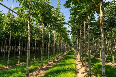 Aesculus flava 'Vestita' haute-tige