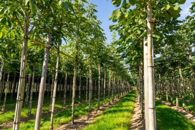 Aesculus flava 'Vestita' haute-tige