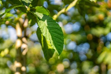 Aesculus flava 'Vestita' haute-tige