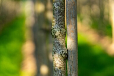 Aesculus flava 'Vestita' haute-tige