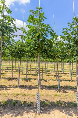 Aesculus hippocastanum
