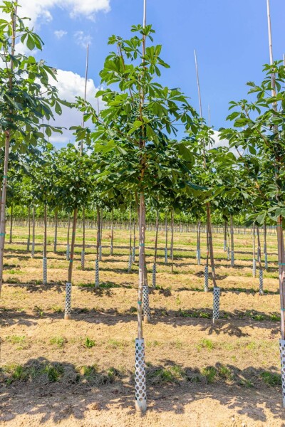 Aesculus hippocastanum haute-tige 6/8