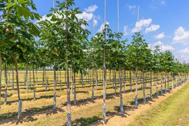 Aesculus hippocastanum haute-tige