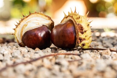 Aesculus hippocastanum haute-tige 6/8