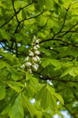 Aesculus hippocastanum haute-tige 6/8