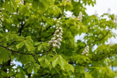 Aesculus hippocastanum haute-tige 6/8