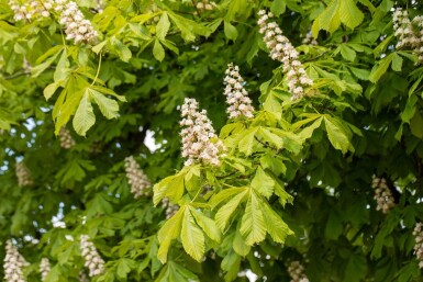 Aesculus hippocastanum haute-tige 6/8