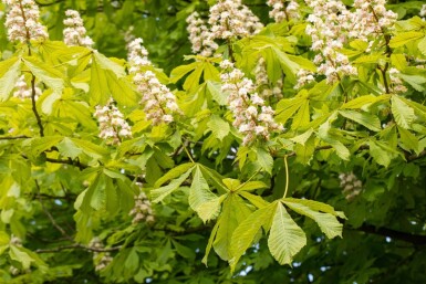Aesculus hippocastanum haute-tige 6/8