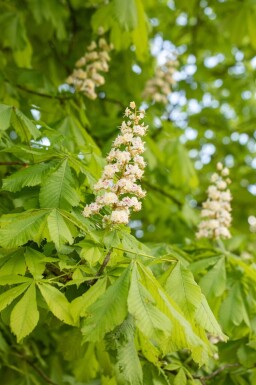 Aesculus hippocastanum haute-tige 6/8