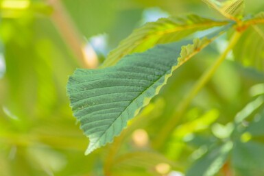 Aesculus hippocastanum haute-tige 6/8