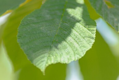 Aesculus hippocastanum haute-tige 6/8