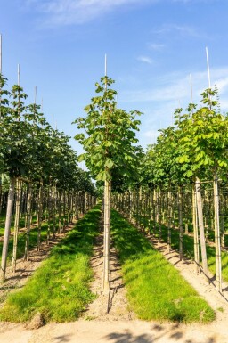 Aesculus hippocastanum 'Baumannii' haute-tige