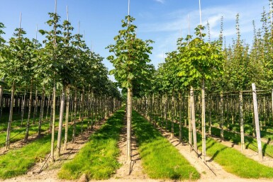 Aesculus hippocastanum 'Baumannii' haute-tige