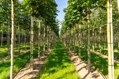 Aesculus hippocastanum 'Baumannii' haute-tige